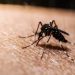 Malaria