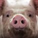 Pig Biofuel