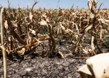 U.S. Corn And Soy Crops