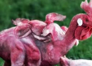 Fake Chicken