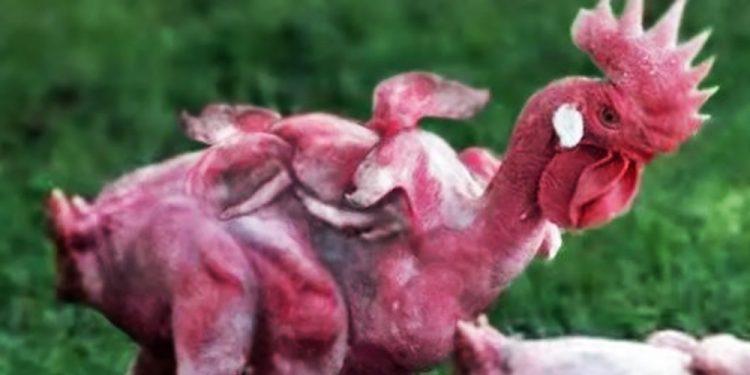 Fake Chicken