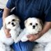 Pet Cloning