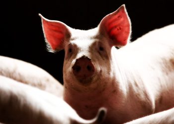 Pig Beans