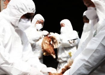 Bird Flu