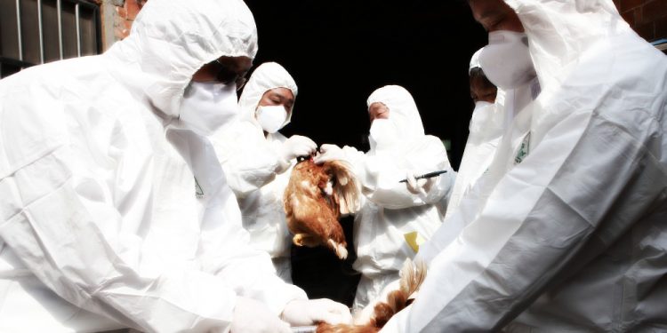 United Nations Warns Of Human Bird Flu Risk America First Report