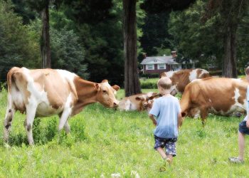 Golden Valley Farms