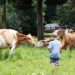 Golden Valley Farms