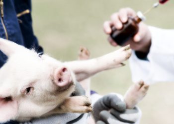 Pork Vaccine