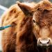 mRNA Cattle