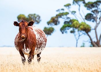 Cattle
