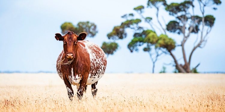 Cattle