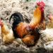 Chickens