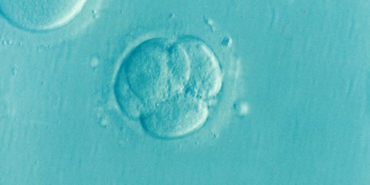 Fake Embryo