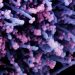 mRNA