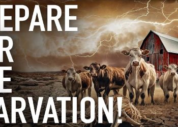 Cattle Production