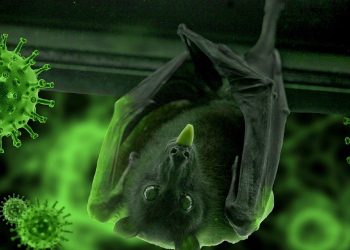 Covid-19 Bat