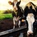 Cows