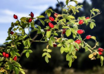 Rosehip
