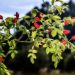 Rosehip