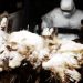 Bird Flu
