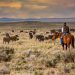 Cattle