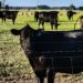 Cattle Supply