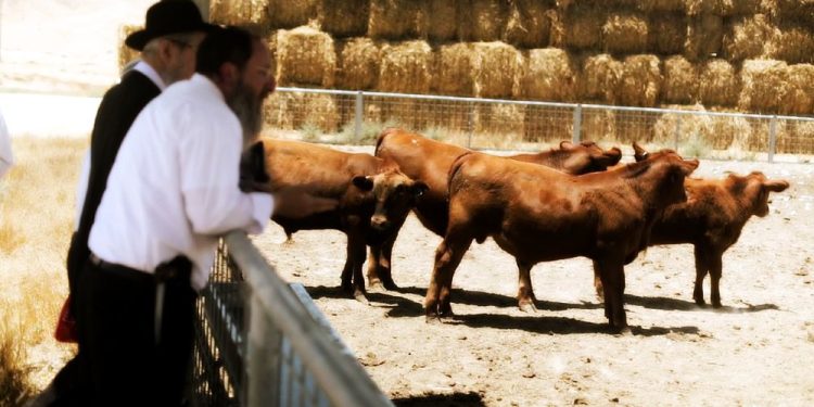 A “Massive Altar” For The Red Heifer Sacrifice Has Been Constructed In ...