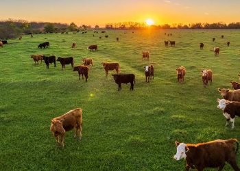 Cattle