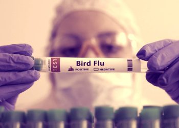 Bird Flu