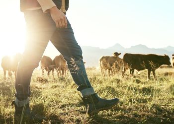 Cattle Industry