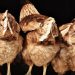 Chickens