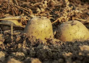 Potatoes