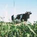Researchers Get Paid to Look for White Supremacy in Milk