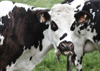 Cows