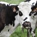 Cows