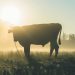 Cattle