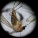 Mosquito