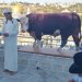 Red Heifer