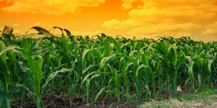 Human CO2 Emissions Are Supercharging Corn Yields