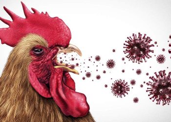 Bird Flu