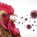 Bird Flu
