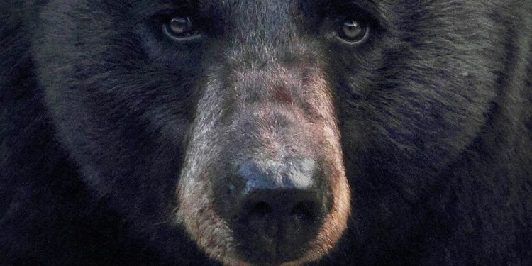 Wisconsin Kid Saves Dad From Bear Attack