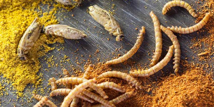 British Government-Funded Research to Explore Use of “Nudging Techniques” to Encourage People to Eat Bugs