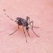 Scientists Discover Mosquitoes Are Using Infrared to Track Humans Down