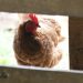 Experts Warn of Oct. 21 Bird Flu ‘Summit’ that Resembles Pre-COVID Event 201