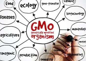 GMO