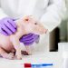 Doctors bring pig’s brain back to life, with functioning activity, nearly an hour after the animal died