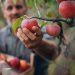 ‘Who’ll pick apples?’ The Democrats’ degrading push for cheap labor