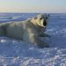 To Protect His Wife, Canada Man Takes on Apex Predator and Lives to Tell the Tale