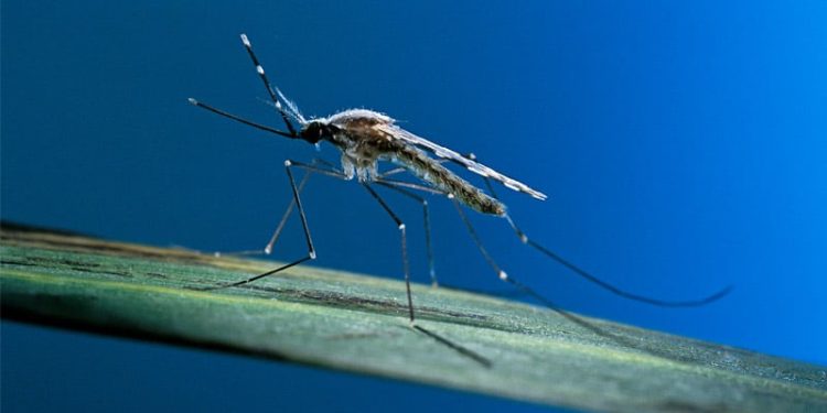 Bill Gates-Linked Vaccine Delivered Through Mosquito Bite Carries Bioengineered Malaria-Causing Parasite